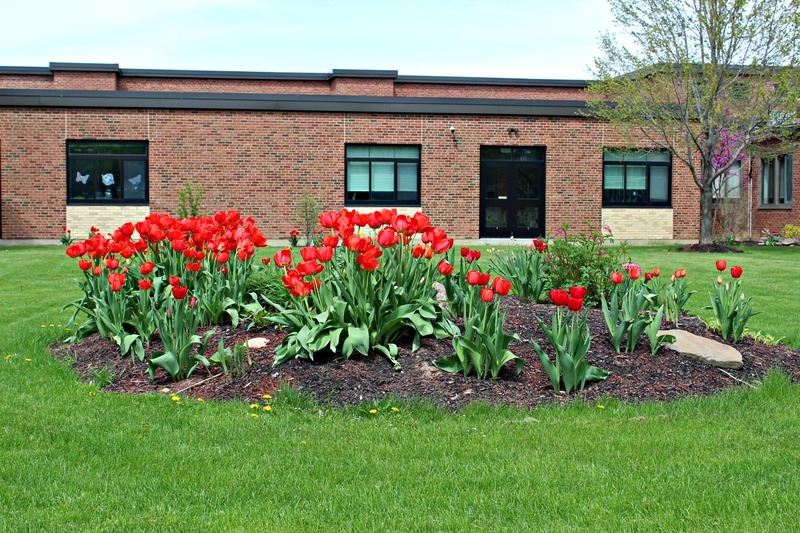 Tulips